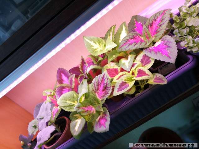 Фито светильники СОЮЗ от Российского производителя