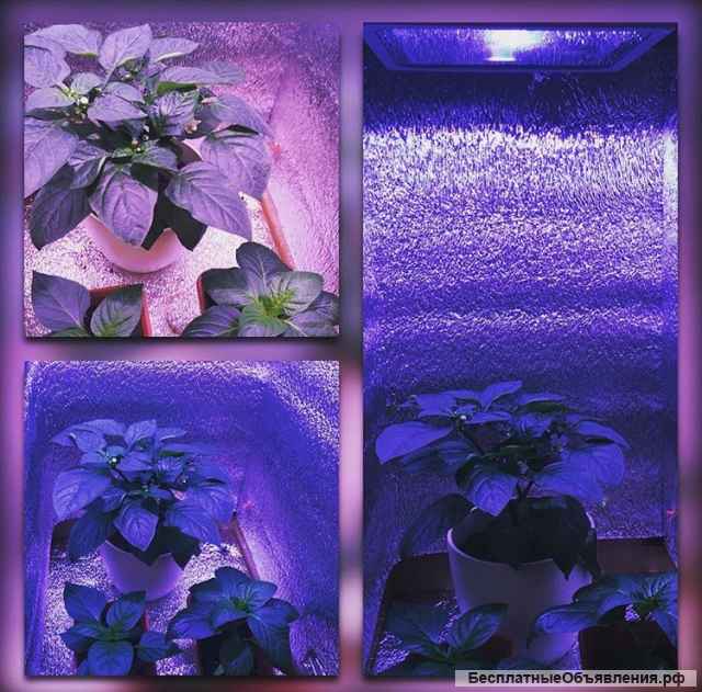 Фито светильники СОЮЗ от Российского производителя