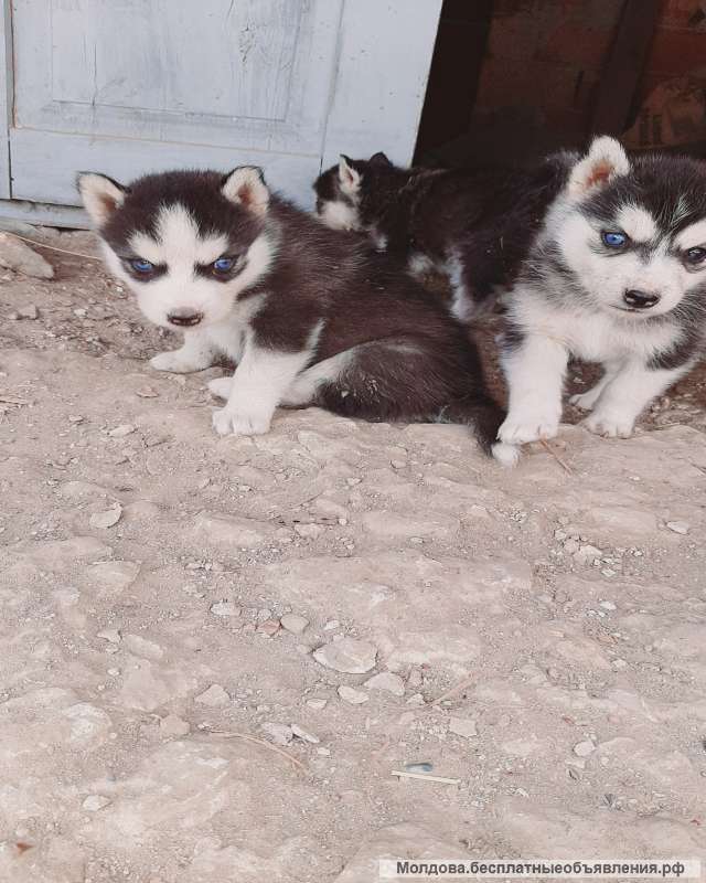 Щенки Хаски