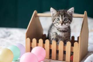 Котёнок Аристотель в самые добрые руки