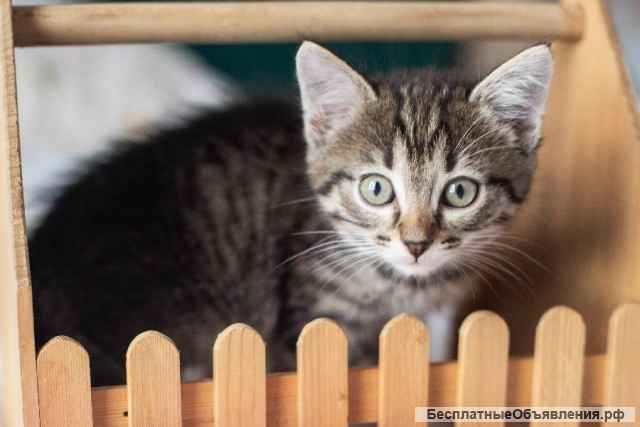 Котёнок Аристотель в самые добрые руки