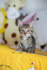 Котёнок Сократ в самые добрые руки