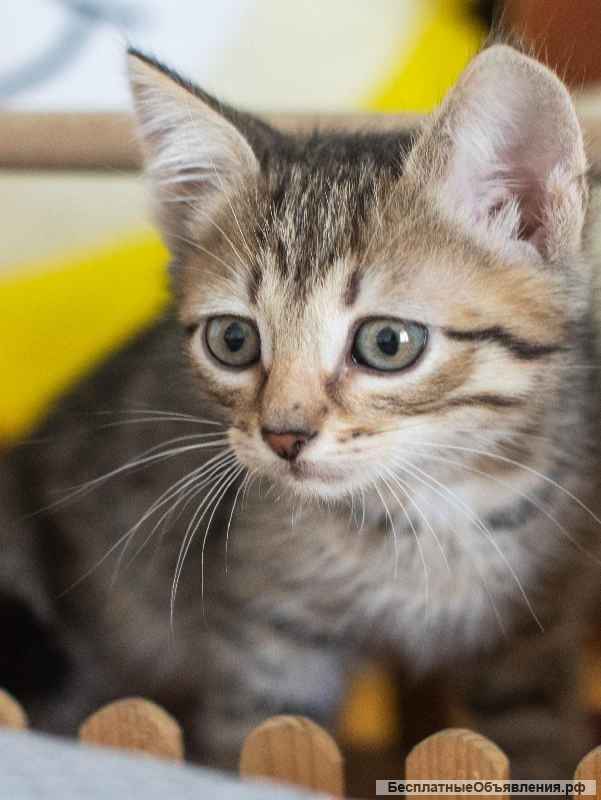 Котёнок Сократ в самые добрые руки