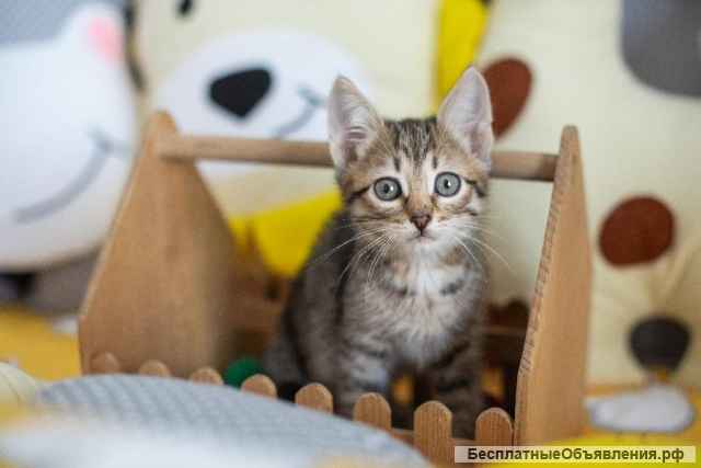 Котёнок Сократ в самые добрые руки