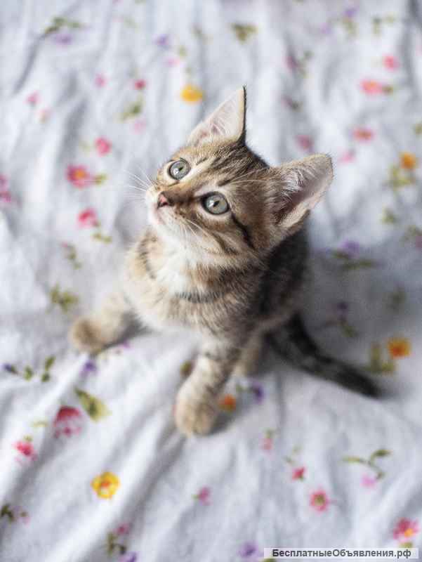 Котёнок Сократ в самые добрые руки