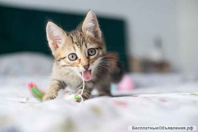 Котёнок Сократ в самые добрые руки