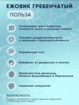 Ежовик гребенчатый