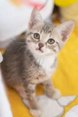 Котёнок Платон в самые добрые руки