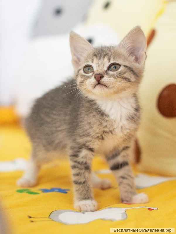 Котёнок Платон в самые добрые руки