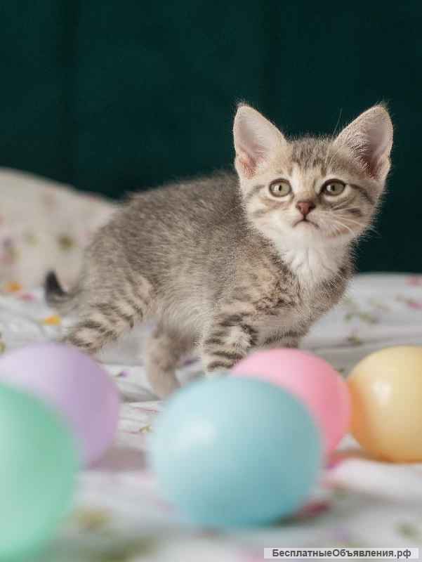 Котёнок Платон в самые добрые руки