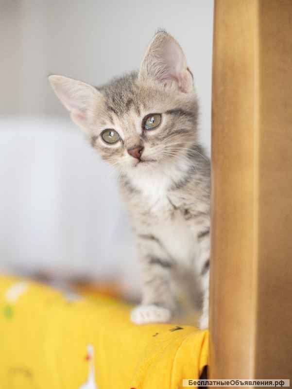 Котёнок Платон в самые добрые руки