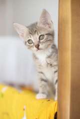 Котёнок Платон в самые добрые руки