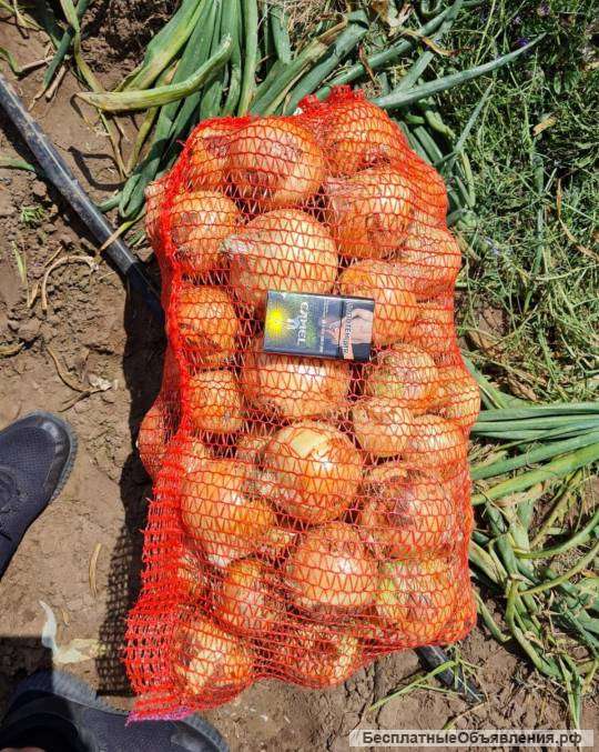 Лук репчатый