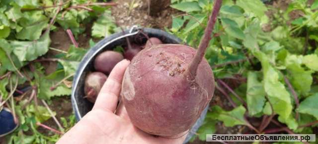 Свекла столовая