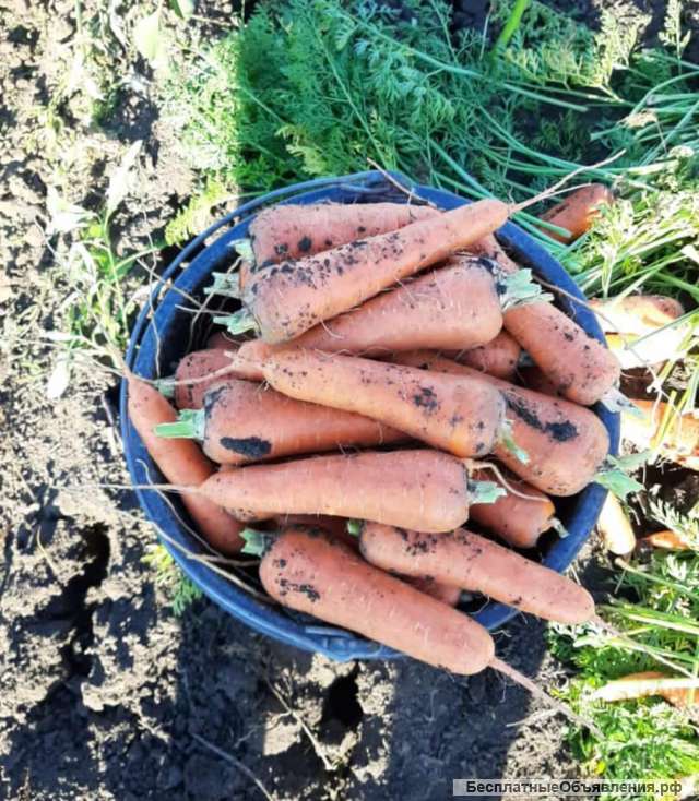 Морковь молодая