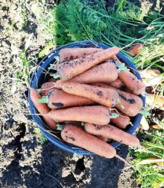 Морковь молодая