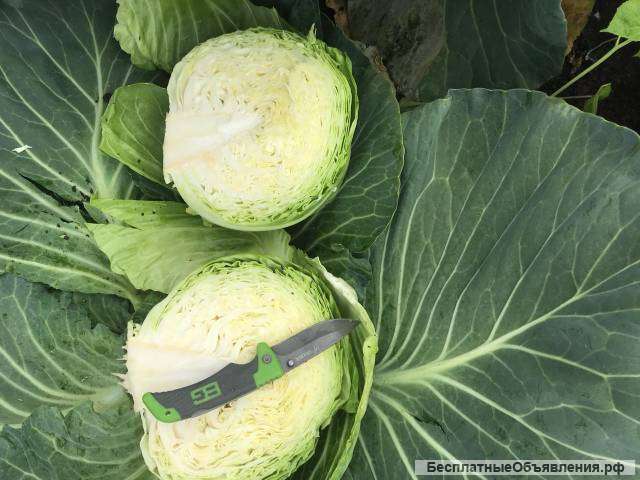 Капуста молодая