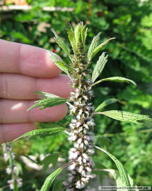 Мёд Пустырника Алтай доставка бесплатно Москва