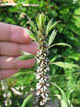 Мёд Пустырника Алтай доставка бесплатно Москва