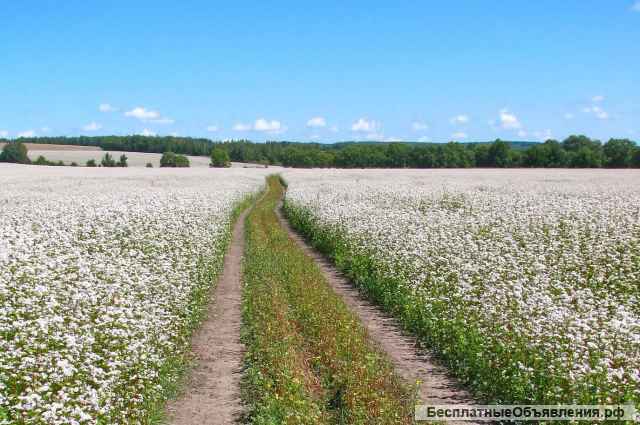 Мёд Пустырника Алтай доставка бесплатно Москва