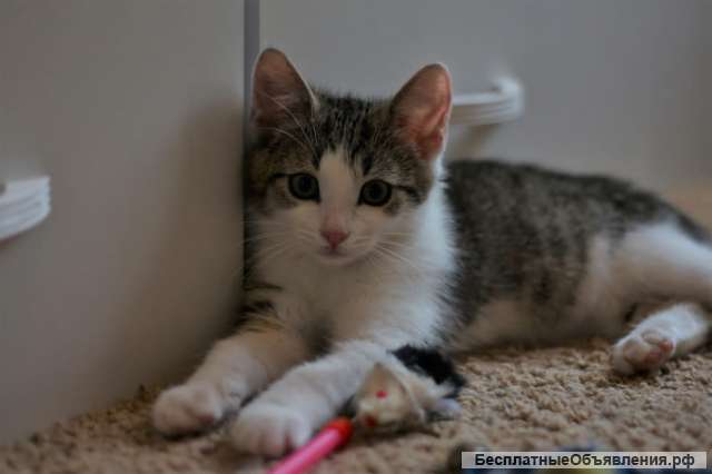 Активный и шустрый котенок Фуни в добрые руки