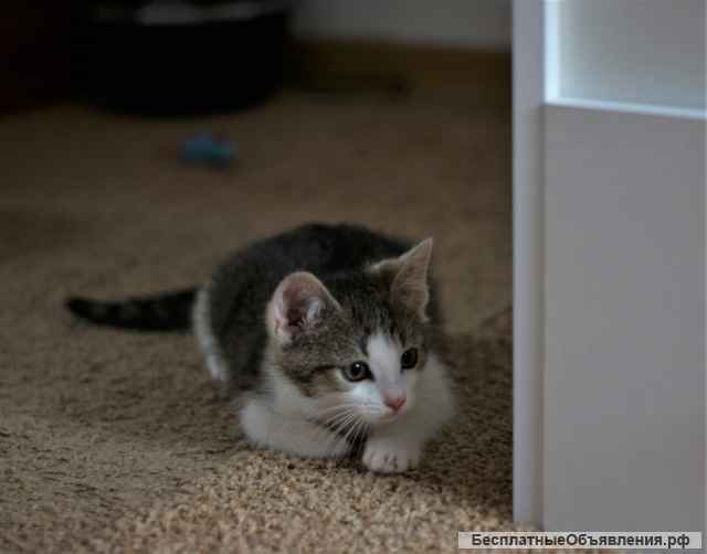 Активный и шустрый котенок Фуни в добрые руки