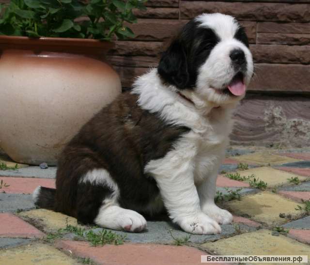 Щенки сенбернара