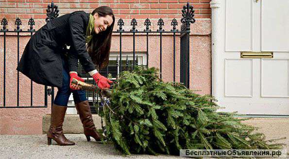 Елки опт и розница дешево, опт 300 руб