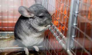 Ферма шиншилл