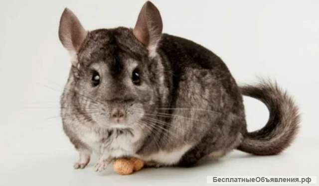 Ферма шиншилл