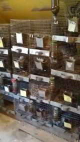 Ферма шиншилл