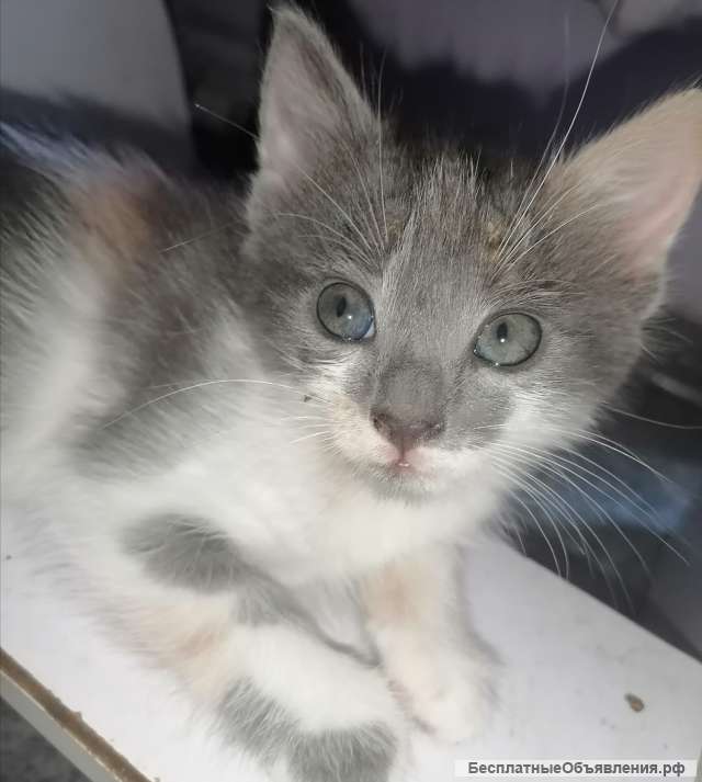 Домашние котята