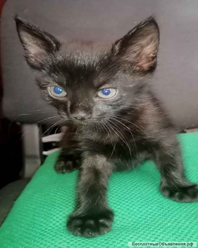 Домашние котята