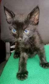 Домашние котята