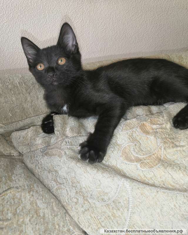 Изящная красавица