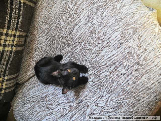 Изящная красавица