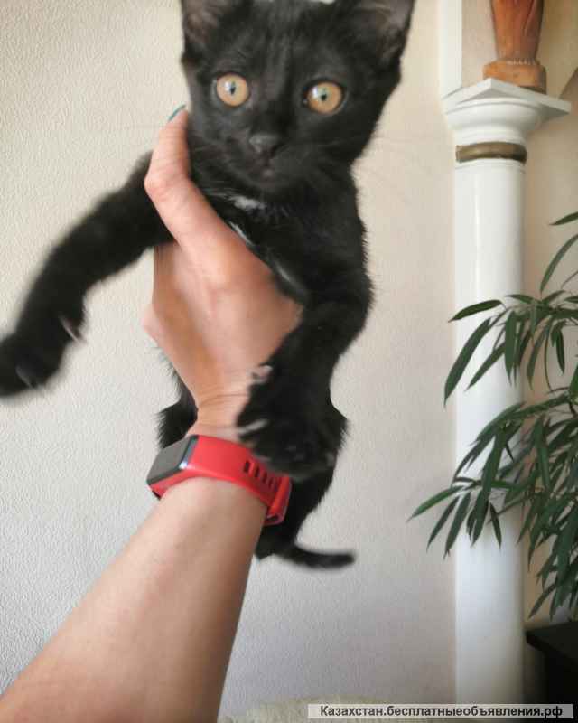 Изящная красавица