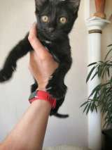 Изящная красавица