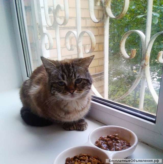 Сиамский кот даром