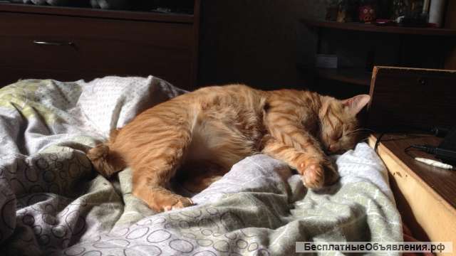 Бобтейл остался без хозяина