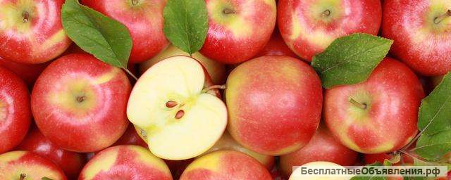 Сборщик урожая яблок/ Вахта с проживанием