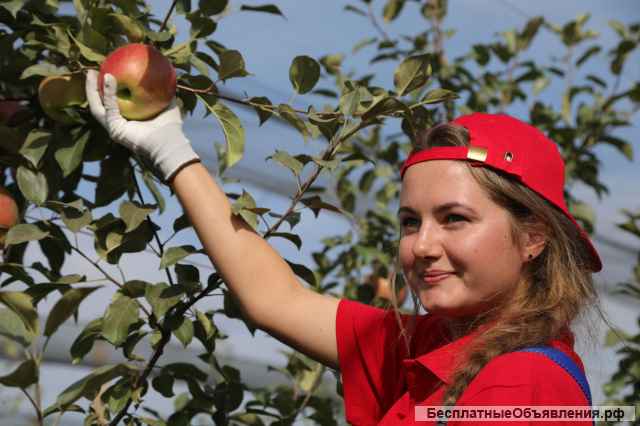 Сборщик урожая яблок/ Вахта с проживанием