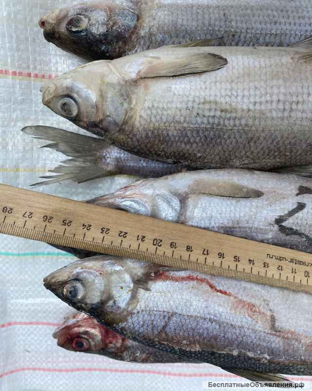 Рыба свежемороженая. Деликатесы