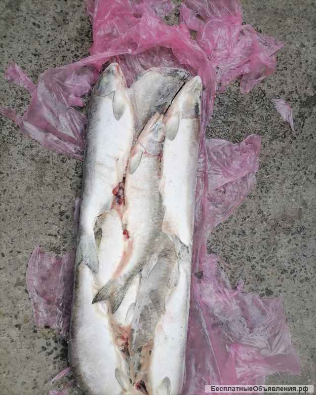 Рыба свежемороженая. Деликатесы