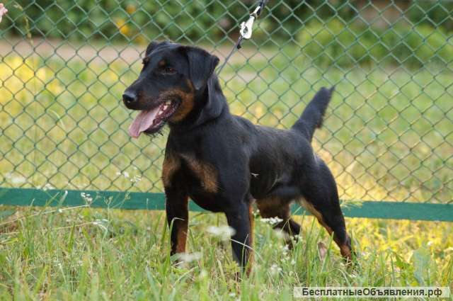 Щенки от рабочих родителей