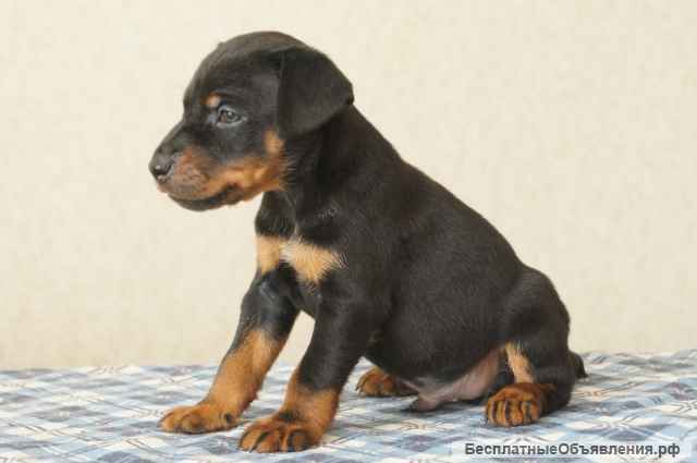 Щенки от рабочих родителей