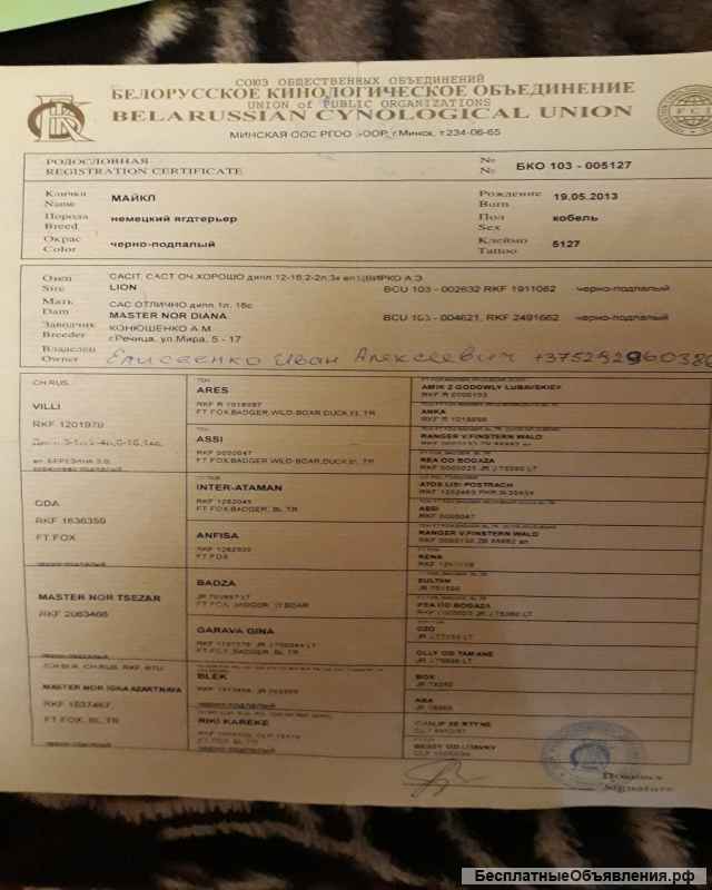 Щенки от рабочих родителей