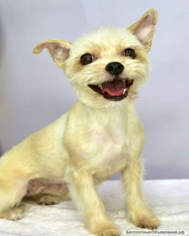 Трепетная собачка Груша в добрые руки