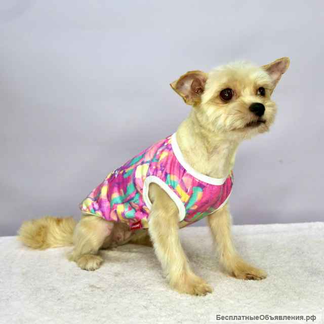 Трепетная собачка Груша в добрые руки