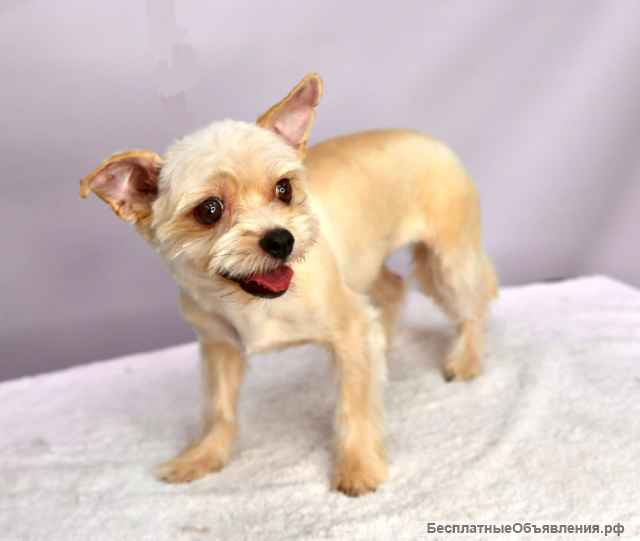 Трепетная собачка Груша в добрые руки